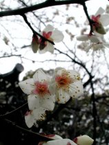 ume32.jpg (11807 バイト)