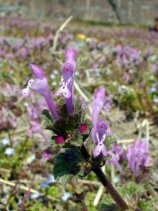 hotokenoza008s.jpg (12434 oCg)