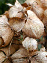 ajisai1016s.JPG (23483 �o�C�g)