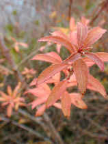 onshi1018s.JPG (19729 �o�C�g)