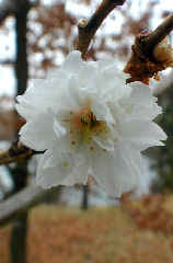 sakura986s.JPG (18347 �o�C�g)