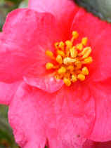 sazanka1019s.JPG (18644 �o�C�g)