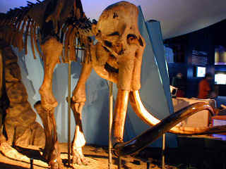 ���V�A�ق̃}�����X