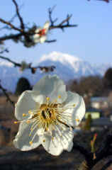 kaikoma873s.JPG (17953 �o�C�g)