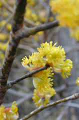 sanshuyu793s.JPG (19913 �o�C�g)