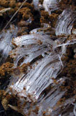 shimobashira812s.JPG (25326 �o�C�g)