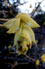 tosamizuki807s.JPG (18725 �o�C�g)