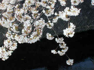 sakura002m.JPG (37765 バイト)