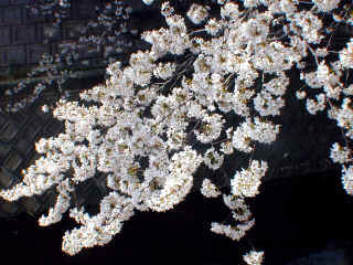 sakura011m.JPG (47097 バイト)