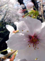 sakura023s.JPG (17354 バイト)