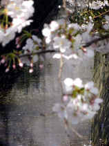 sakura027s.JPG (19402 バイト)