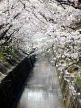 sakura029s.JPG (22950 バイト)