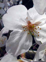 sakura041s.JPG (16171 バイト)