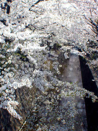 sakura042m.JPG (77841 バイト)