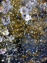 sakura066s.JPG (31090 バイト)