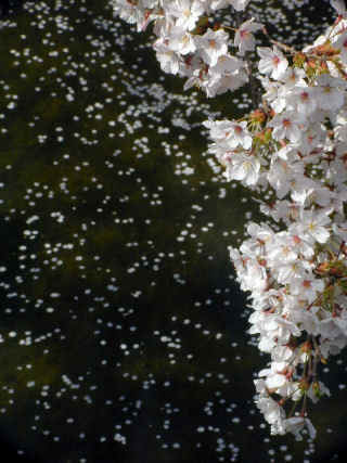sakura068m.JPG (49949 バイト)