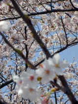 sakura073s.JPG (26342 バイト)
