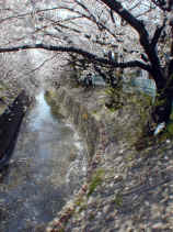 sakura082s.jpg (23887 バイト)