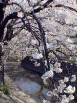 sakura086s.JPG (26694 バイト)