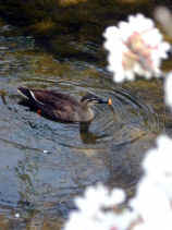 sakura101s.JPG (18270 バイト)