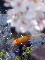 sakura103s.JPG (17228 バイト)