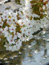 sakura120s.JPG (23090 バイト)