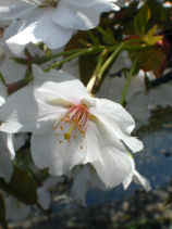 sakura128s.JPG (17163 バイト)