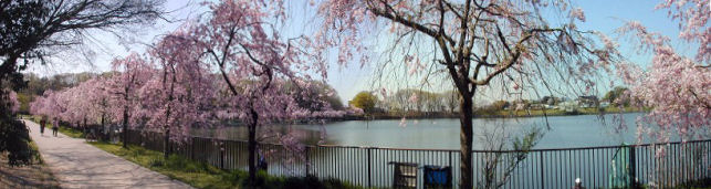 nekogahora_p11m.JPG (42950 �o�C�g)