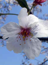 sakura440s.JPG (15972 �o�C�g)