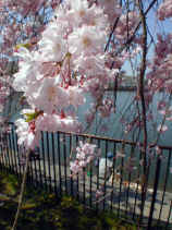 shidare393s.JPG (24999 �o�C�g)