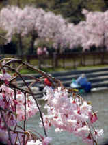 shidare400s.JPG (21456 �o�C�g)