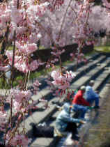 shidare403s.JPG (24495 �o�C�g)