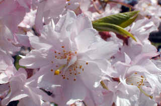 shidare422m.JPG (26747 �o�C�g)