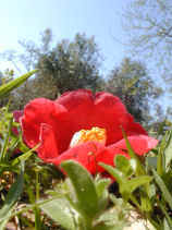 tsubaki368s.JPG (22308 �o�C�g)