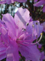 tsutsuji362s.JPG (17430 �o�C�g)