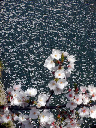 yamazaki331m.JPG (73468 �o�C�g)