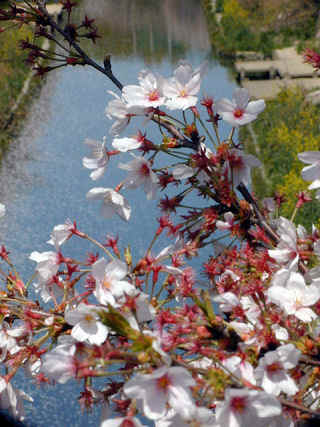 yamazaki333m.JPG (61616 �o�C�g)