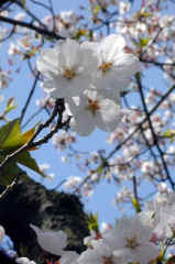 yamazaki350s.JPG (24013 �o�C�g)