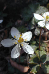 �݂΂������i�O�t���@�j