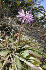 ���傤���傤�΂���