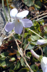 �����ڂ��݂�