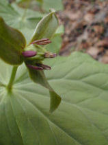 ����ꂢ����