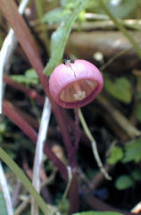 �ӂ��΂�����