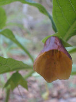 �͂���ǂ���