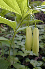 �ق����Ⴍ����