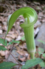 �����炢�Ȃ�Ă񂵂傤