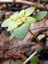 �˂��̂߂���