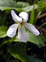 �����ڂ��݂�