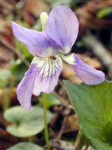 ������イ�����ڂ��݂�