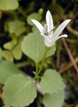 ���ɂ����傤